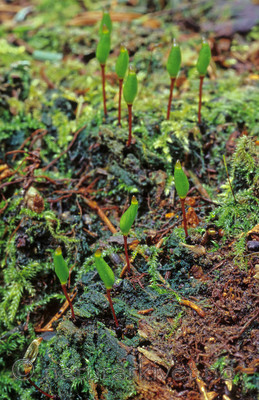KA 16 00 0061 / Buxbaumia viridis / Grønnsko